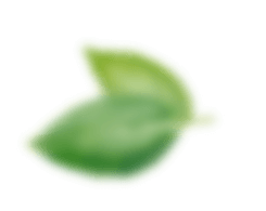 листья